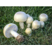 Мицелий Шампиньона полевого (Agaricus arvensis)